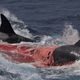 Illustration for article titled Unprecedented Images Show Orcas Hunting and Killing Rare Beaked Whalesem/em